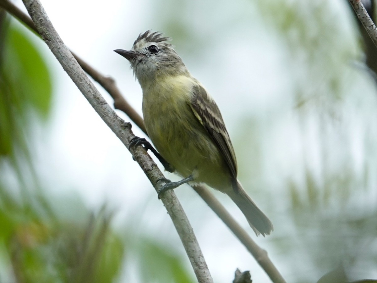 Southern Beardless-Tyrannulet - ML621127833