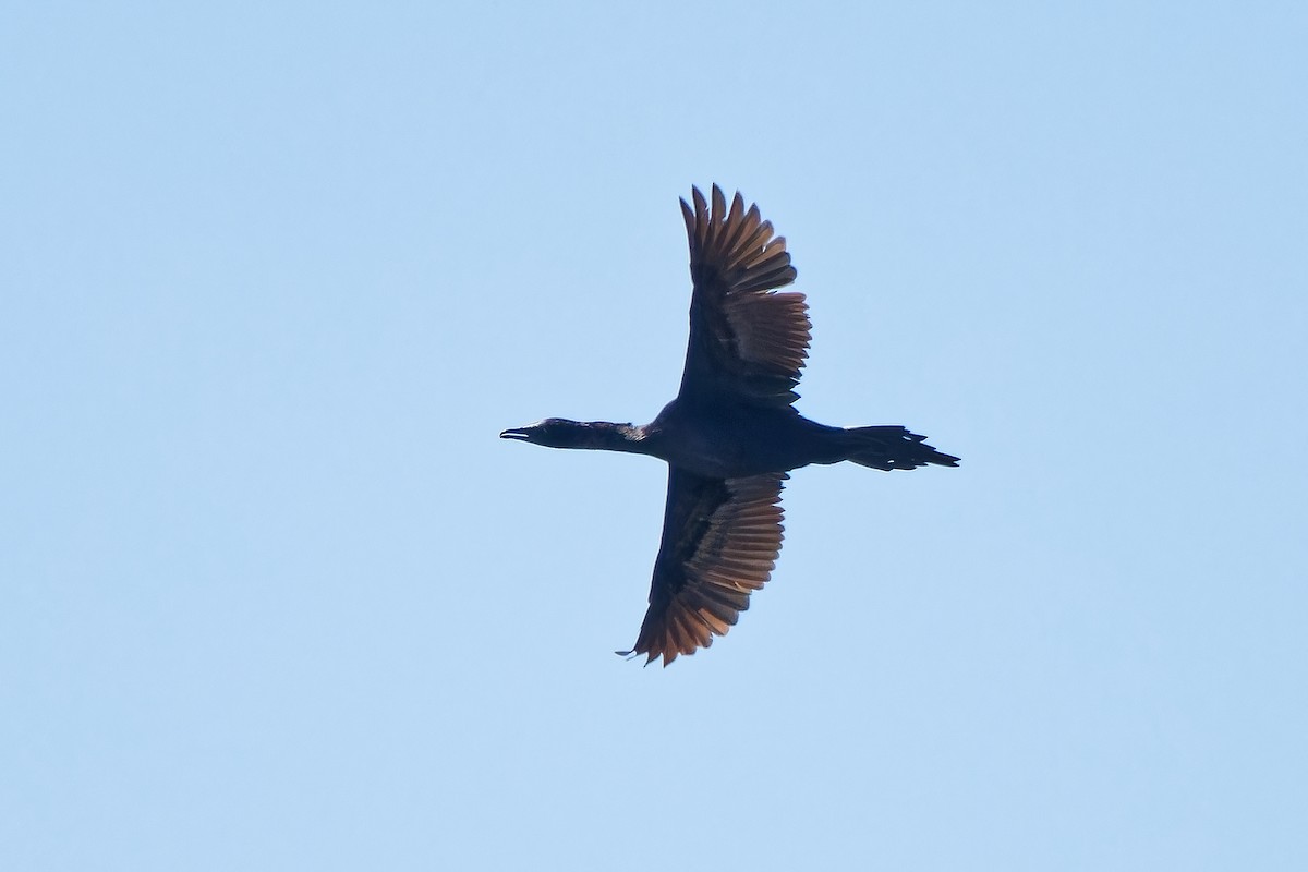 Pygmy Cormorant - leon berthou