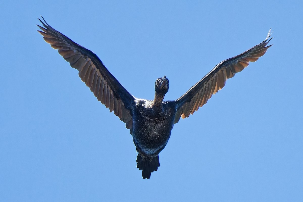 Pygmy Cormorant - leon berthou