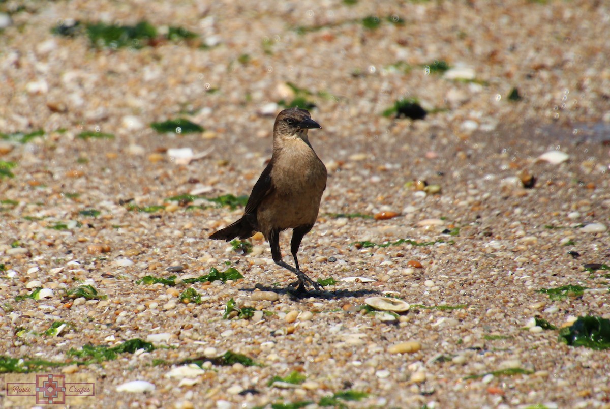 Boat-tailed Grackle - ML621127857