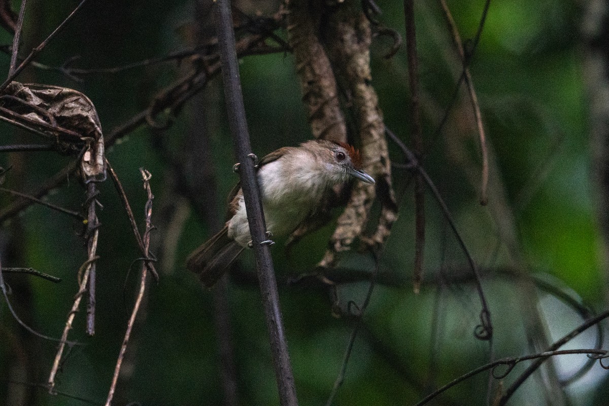 Rufous-crowned Babbler - ML621127938