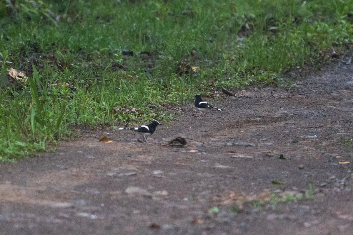 White-crowned Forktail - ML621127944