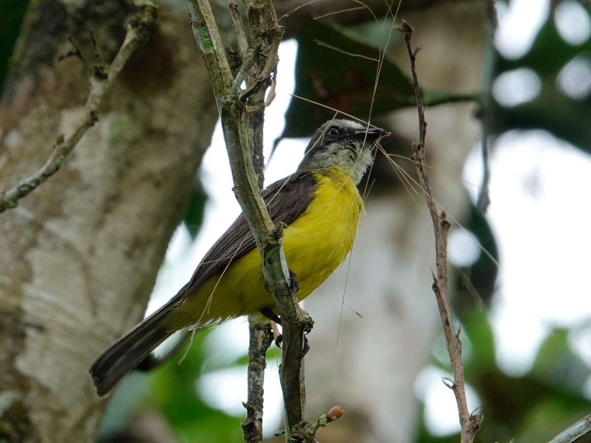 Gray-capped Flycatcher - ML621127983