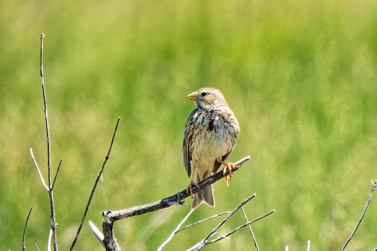 Corn Bunting - leon berthou