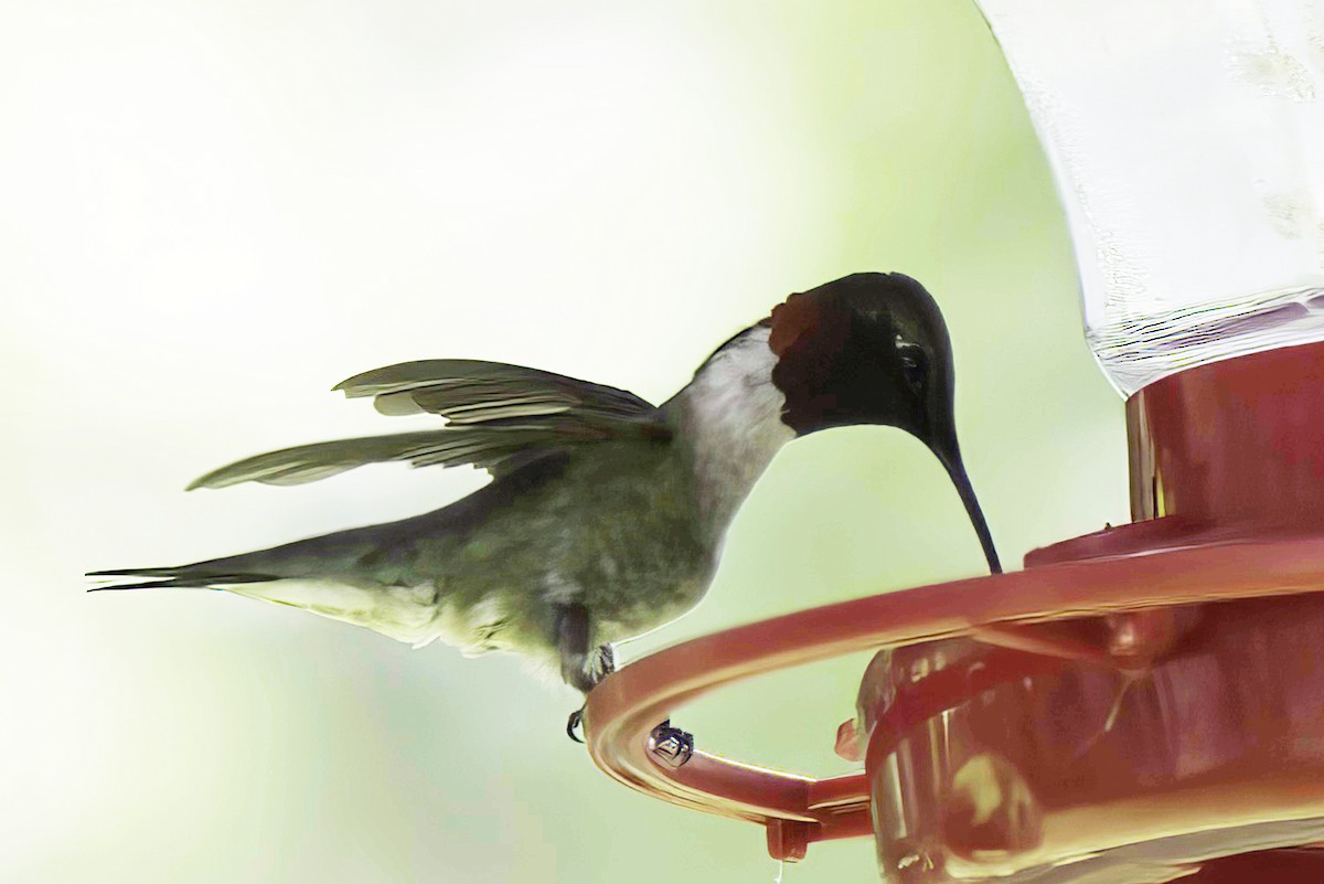 Ruby-throated Hummingbird - ML621127998