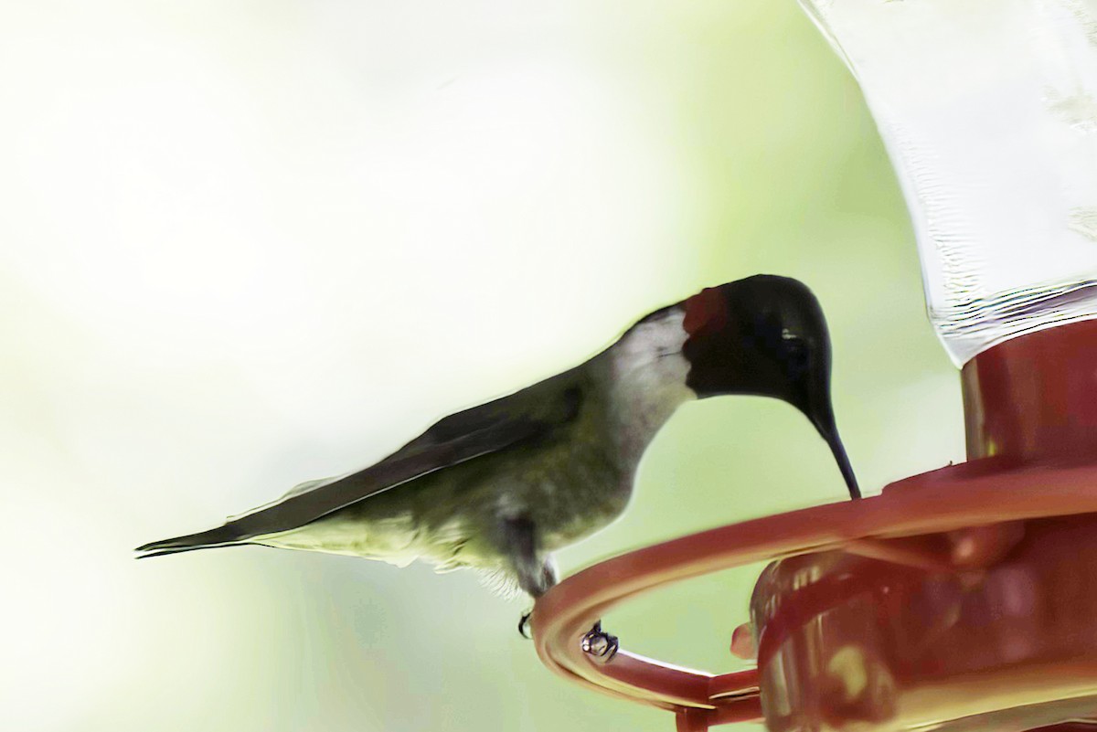 Ruby-throated Hummingbird - ML621128001