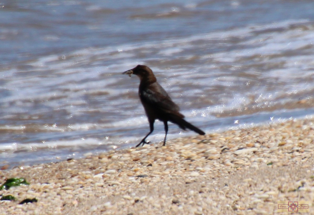 Boat-tailed Grackle - ML621128015