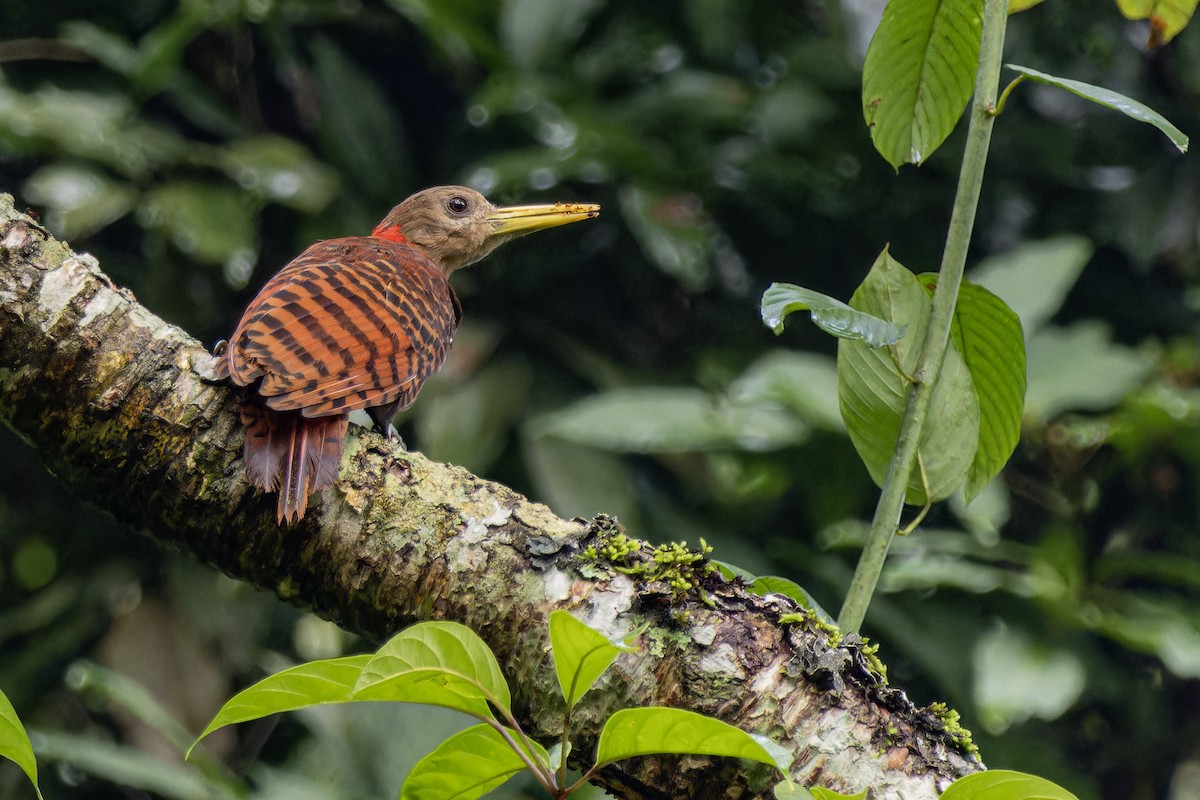 Bay Woodpecker - Muangpai Suetrong