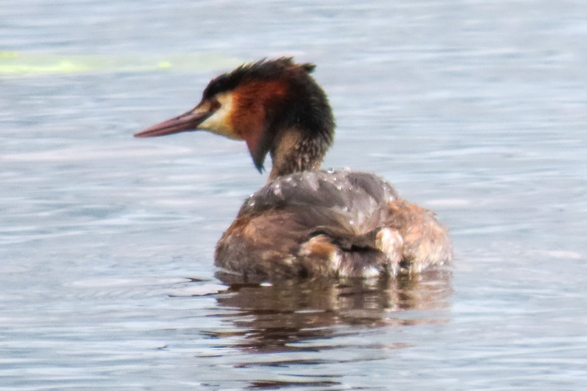Great Crested Grebe - ML621128034
