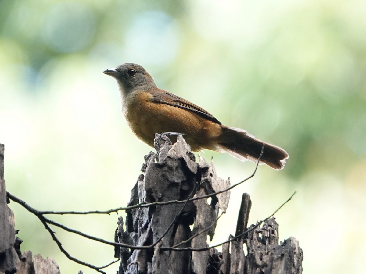 Flame-crested Tanager - ML621128044