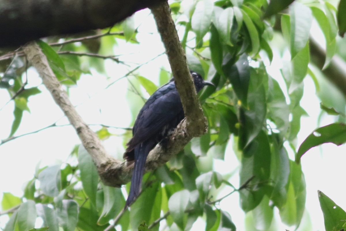 Square-tailed Drongo-Cuckoo - ML621128072