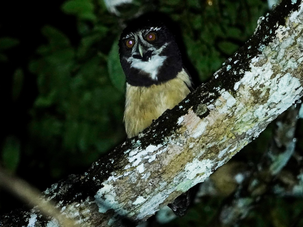 Spectacled Owl - ML621128073