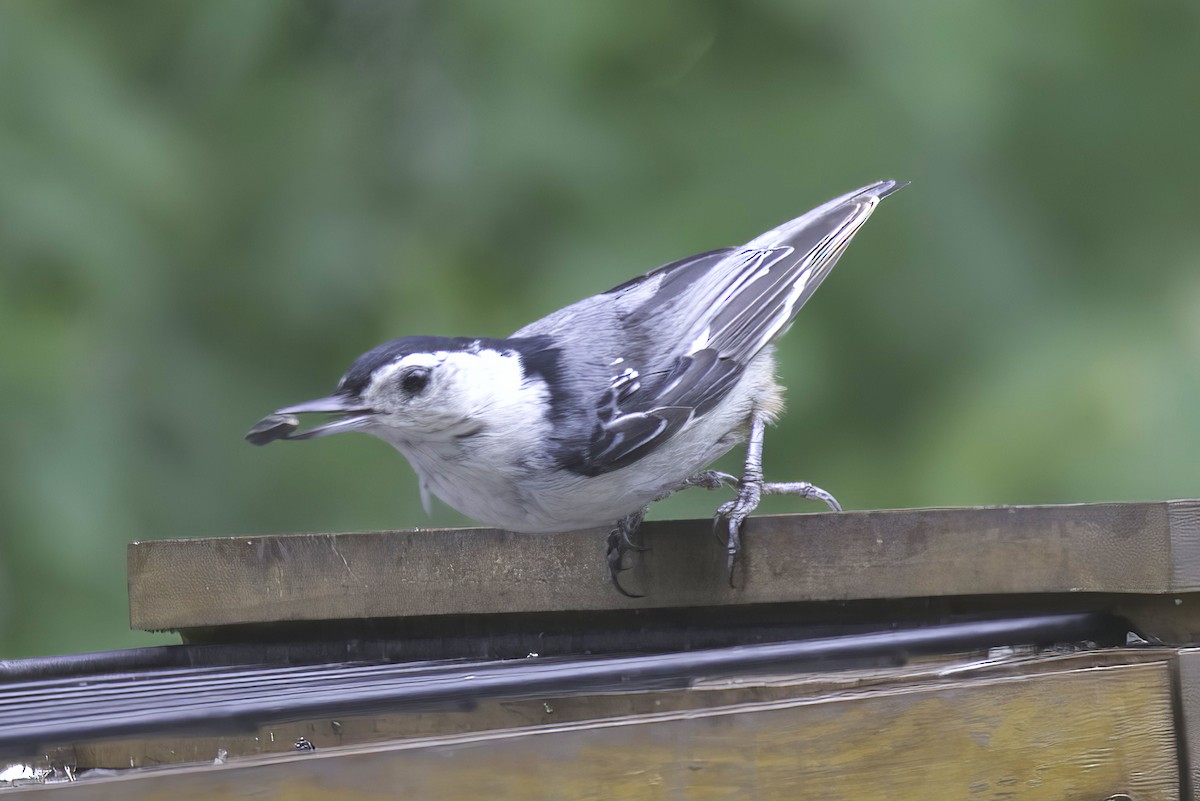 White-breasted Nuthatch - Jim Tonkinson