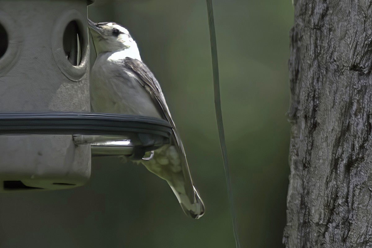 White-breasted Nuthatch - ML621128077