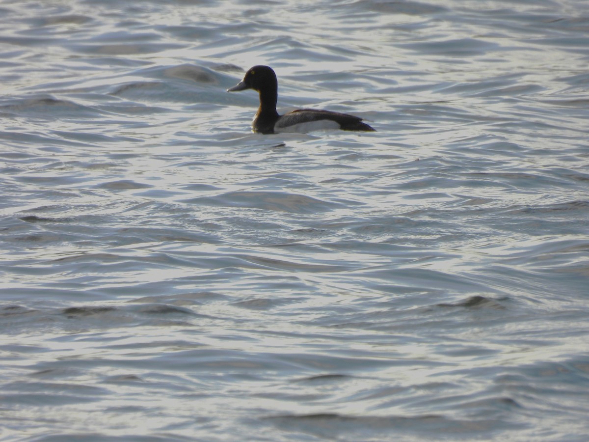 Greater Scaup - ML621128078