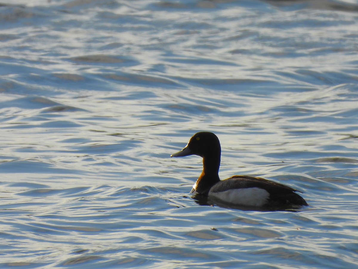 Greater Scaup - ML621128080