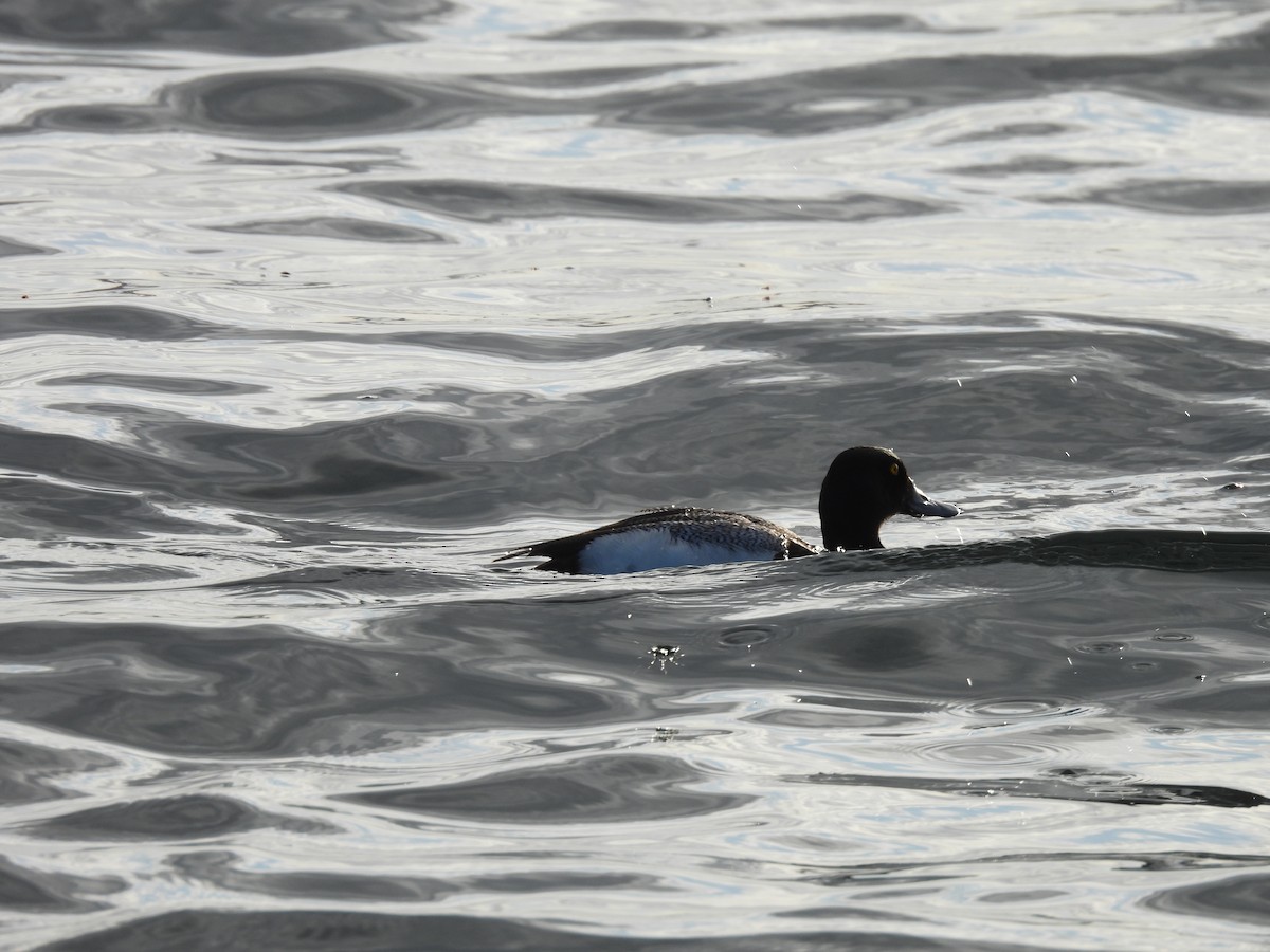 Greater Scaup - ML621128082