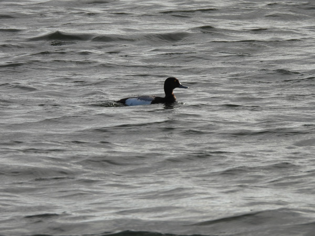 Greater Scaup - ML621128084