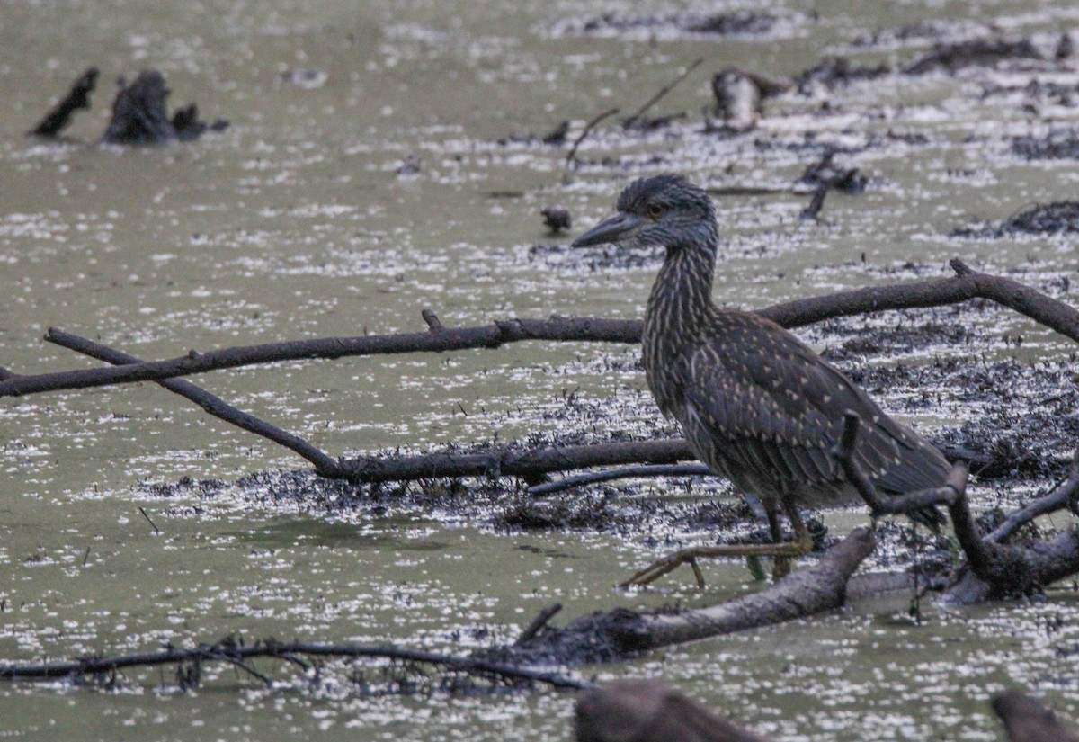 Yellow-crowned Night Heron - ML621128103