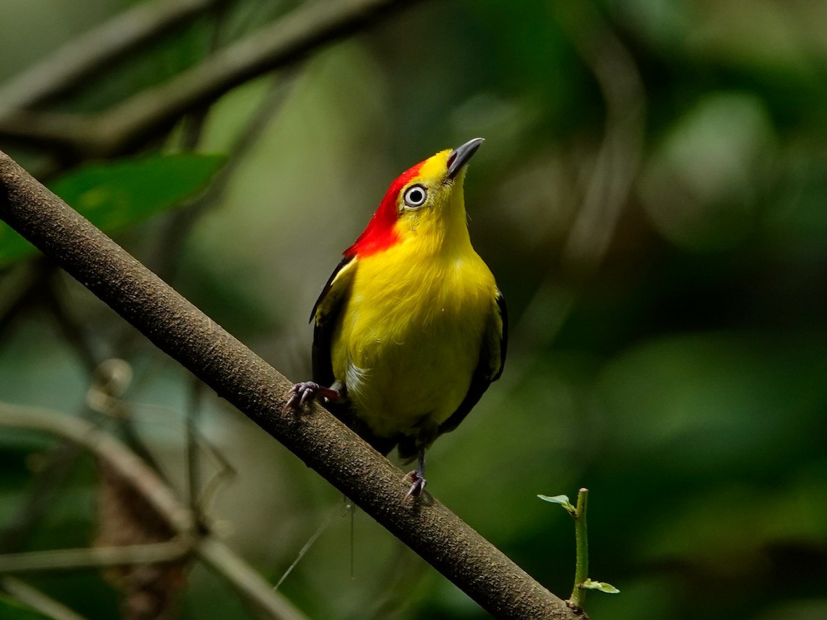 Wire-tailed Manakin - ML621128121