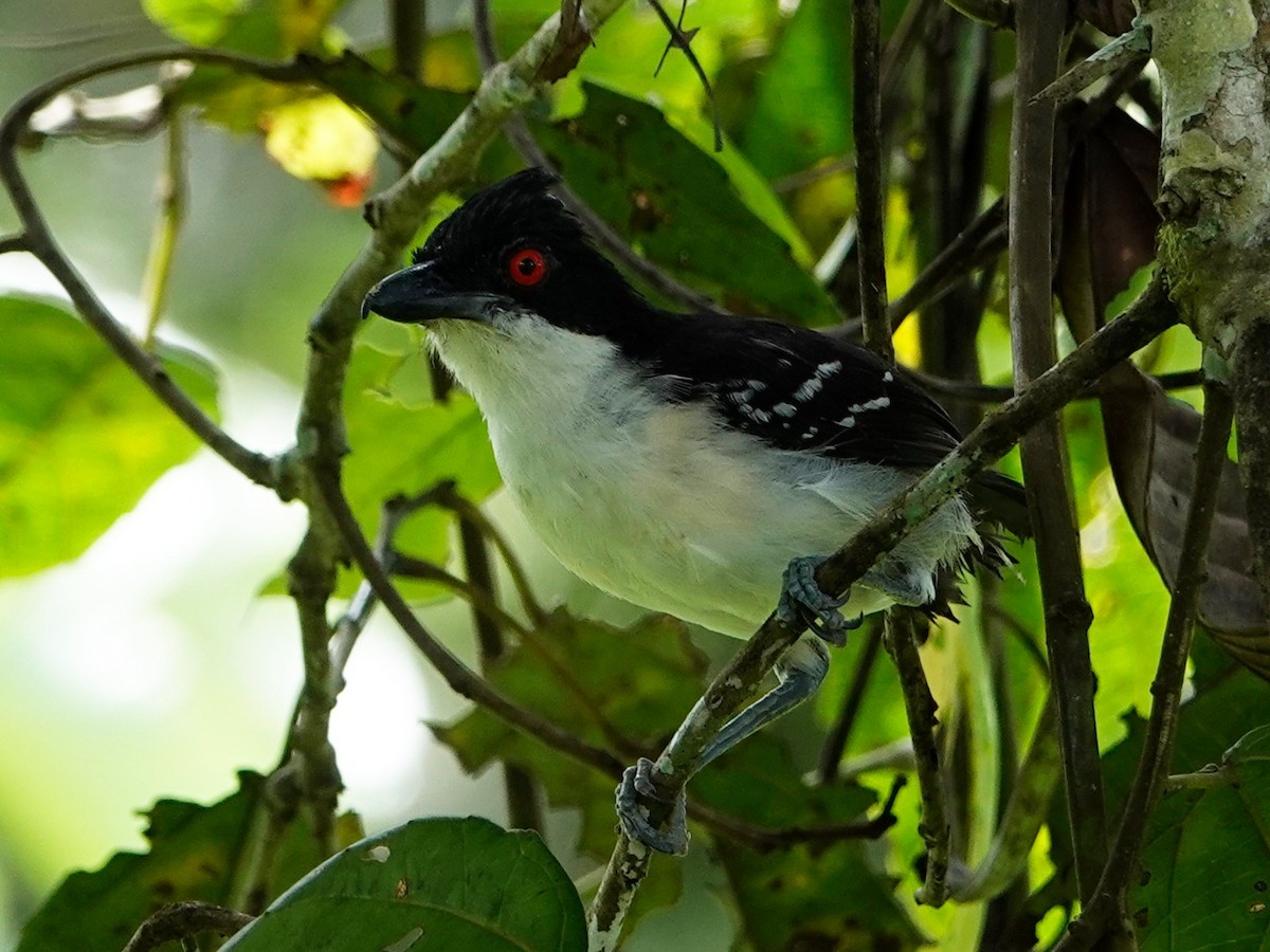 Great Antshrike - ML621128132