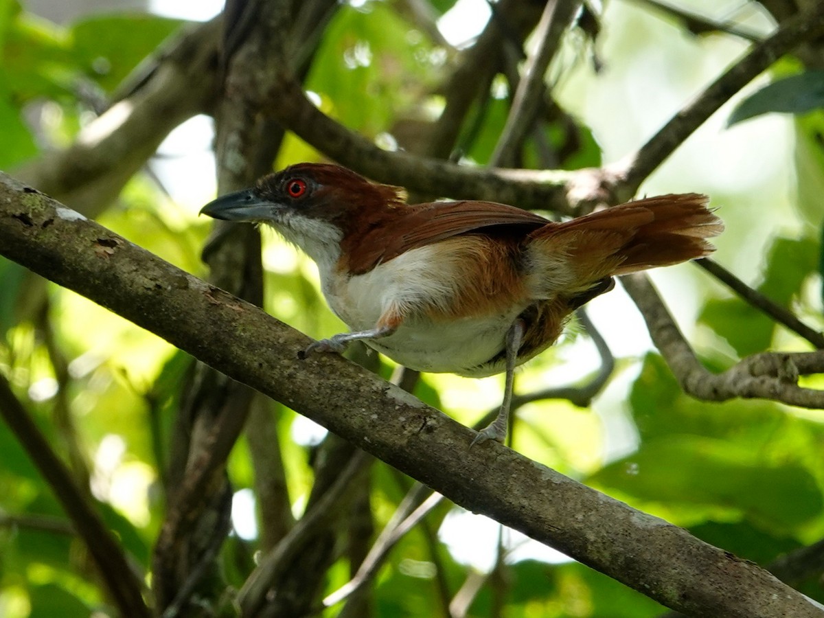 Great Antshrike - ML621128133