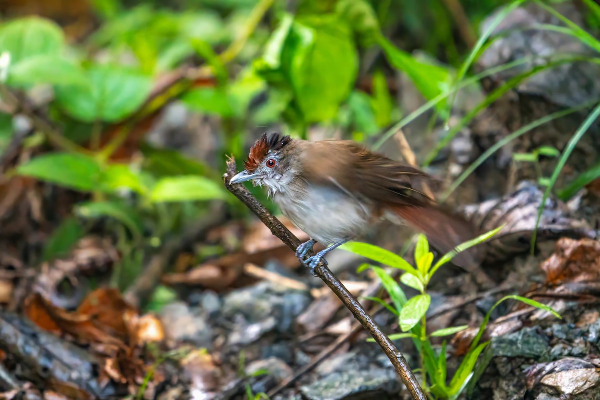 Rufous-crowned Babbler - ML621128135