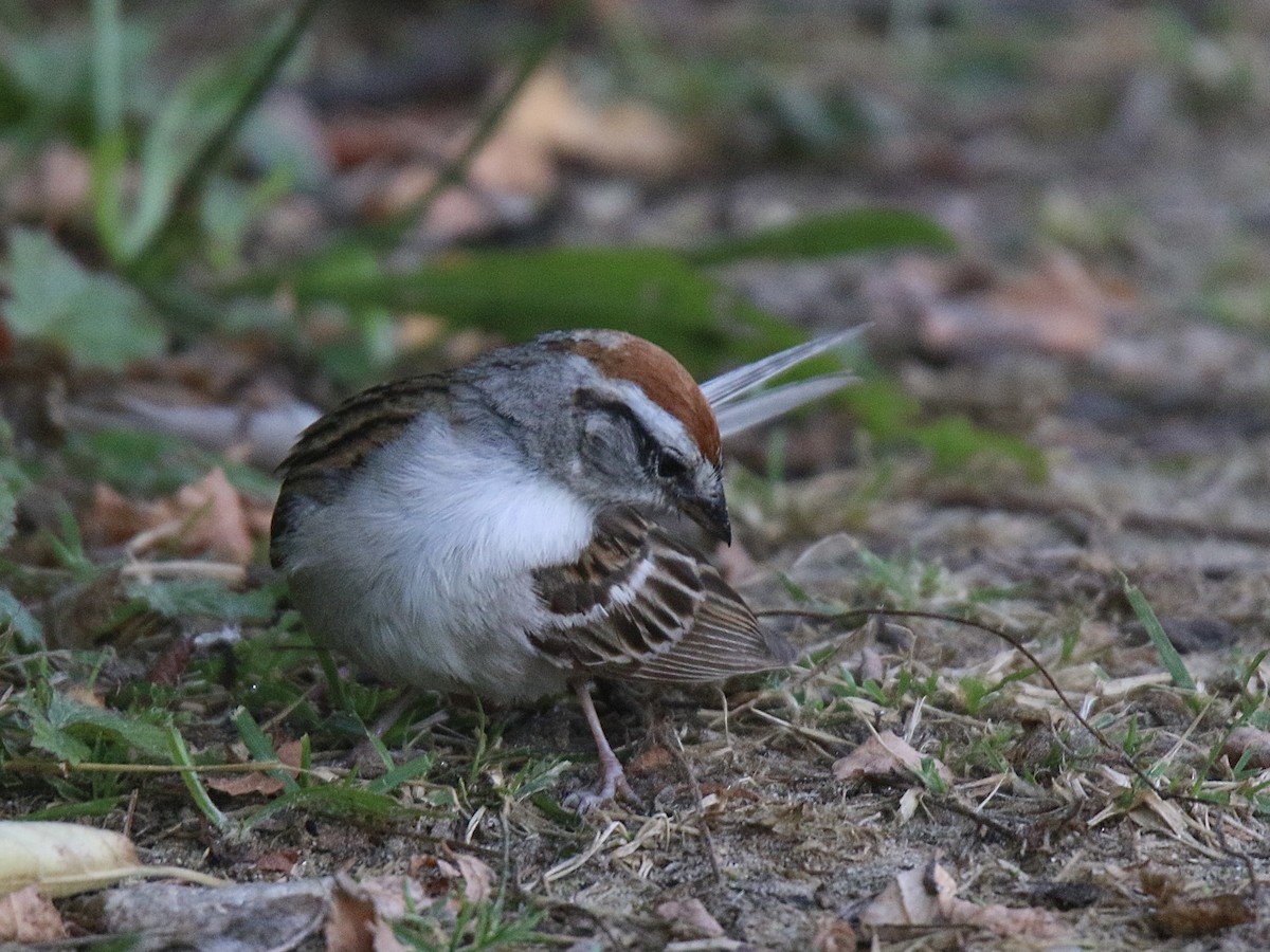 Chipping Sparrow - ML621128151
