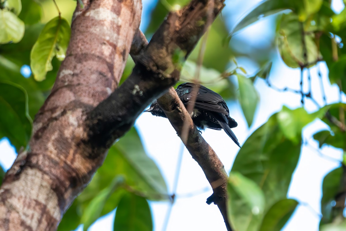 Square-tailed Drongo-Cuckoo - ML621128157