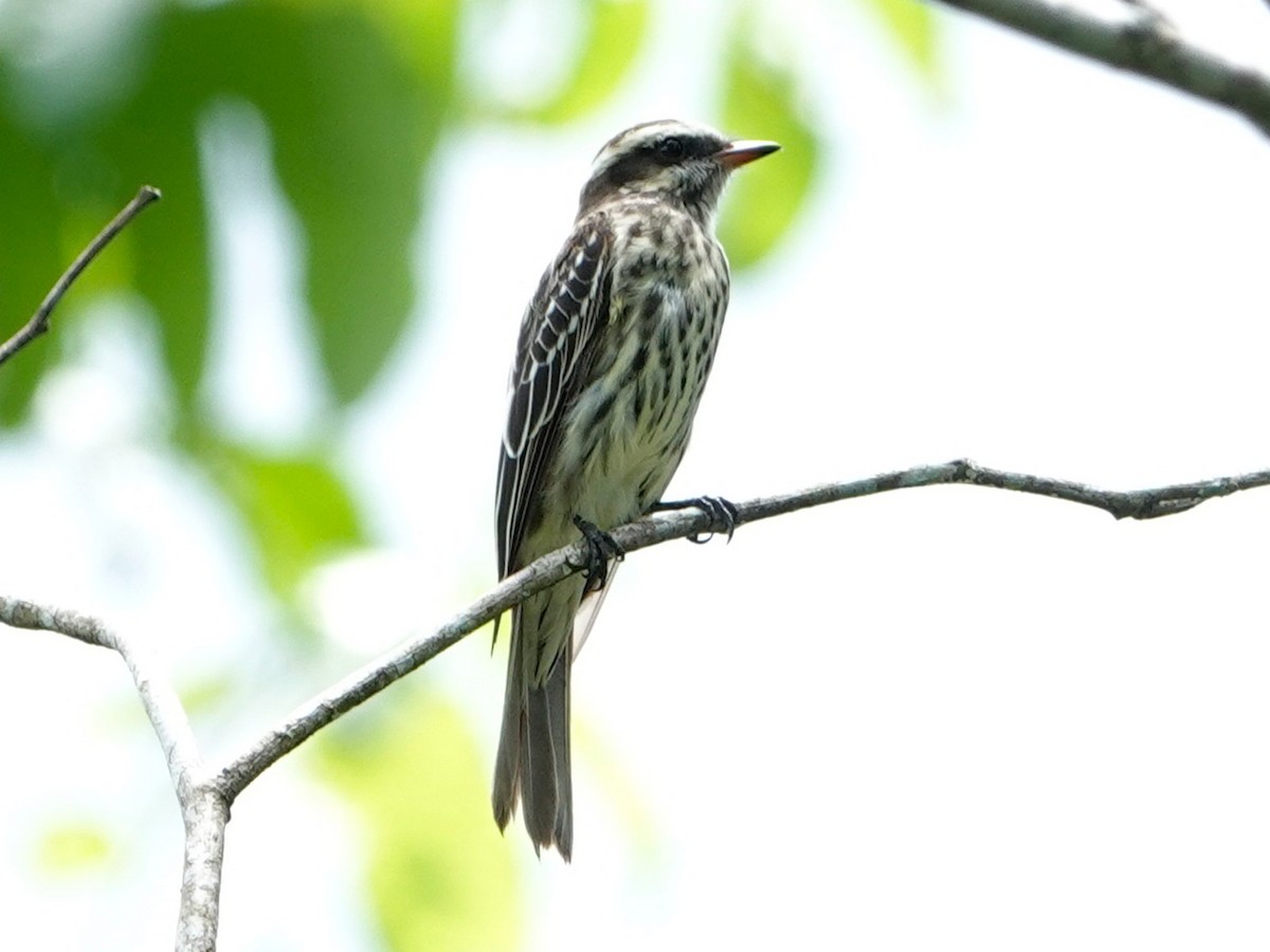 Variegated Flycatcher - ML621128267