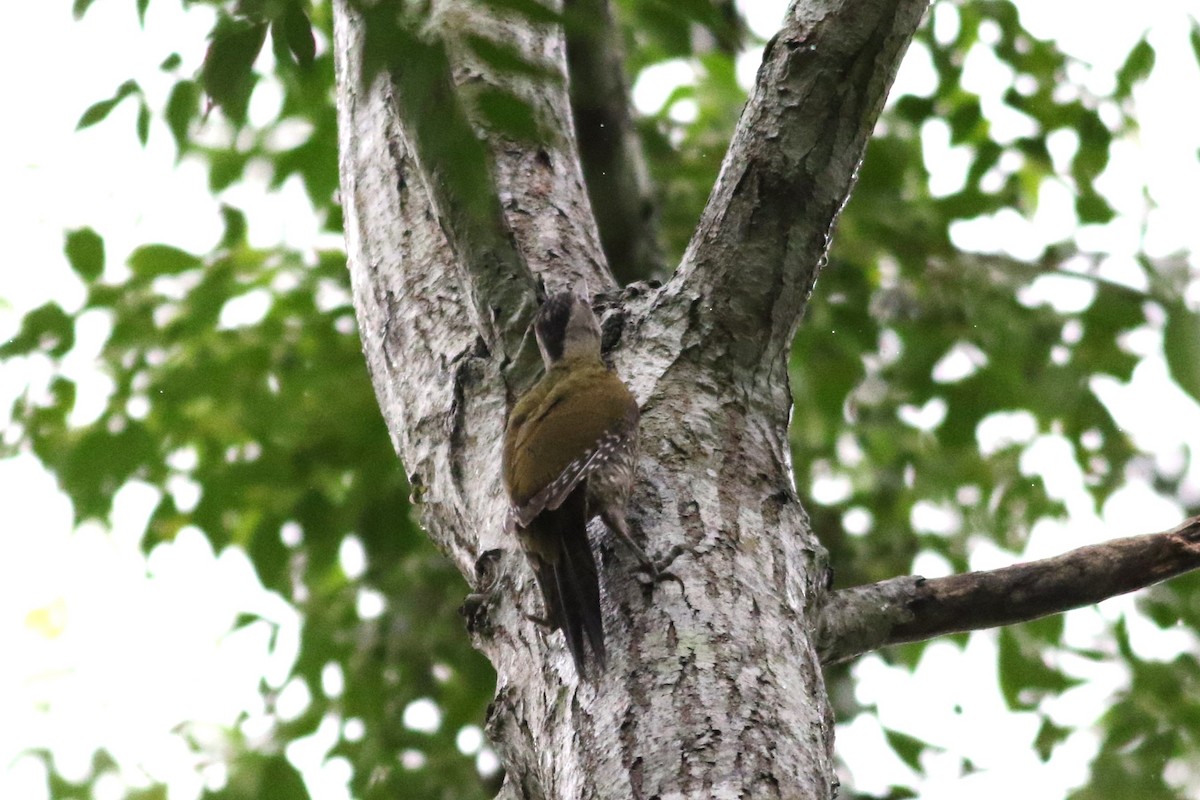 Gray-headed Woodpecker - ML621128296