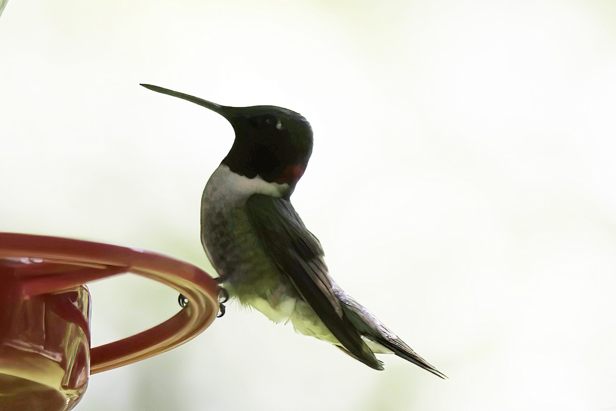 Ruby-throated Hummingbird - ML621128311
