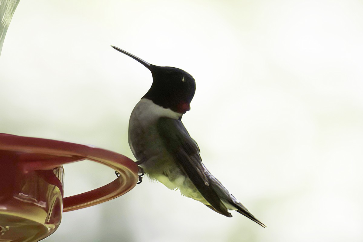 Ruby-throated Hummingbird - ML621128312