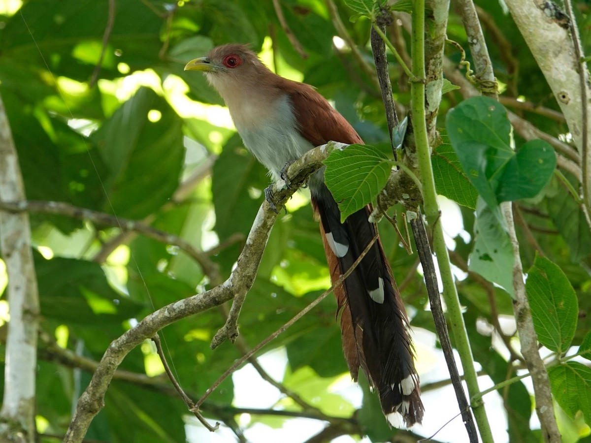 Squirrel Cuckoo - ML621128314