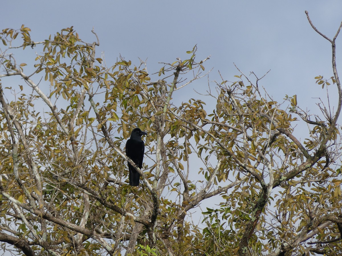 Large-billed Crow (Indian Jungle) - ML621128343