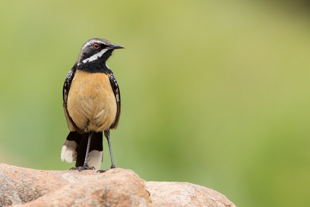 Drakensberg Rockjumper - ML621128368