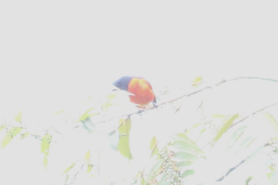 赤紅山椒鳥 - ML621128413
