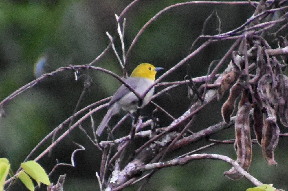 Yellow-headed Warbler - ML621128499