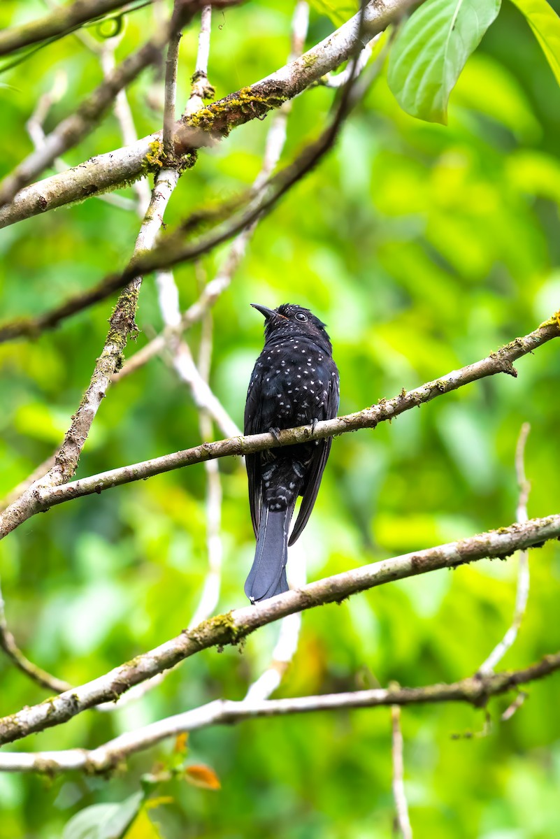 Square-tailed Drongo-Cuckoo - ML621128525