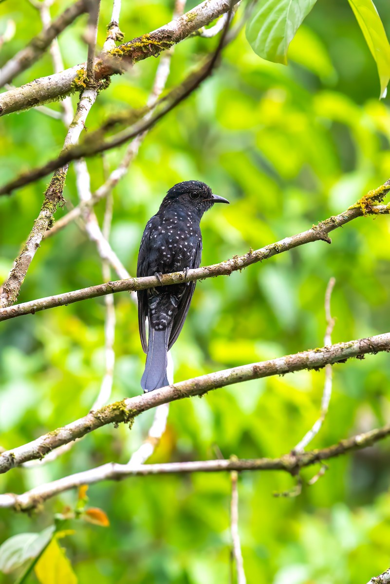 Square-tailed Drongo-Cuckoo - ML621128526