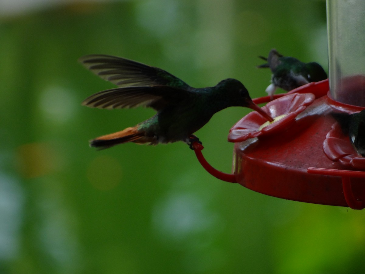 Rufous-tailed Hummingbird - ML621128558