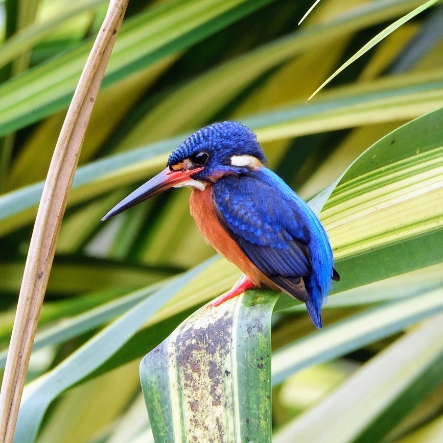 Blue-eared Kingfisher - ML621128559