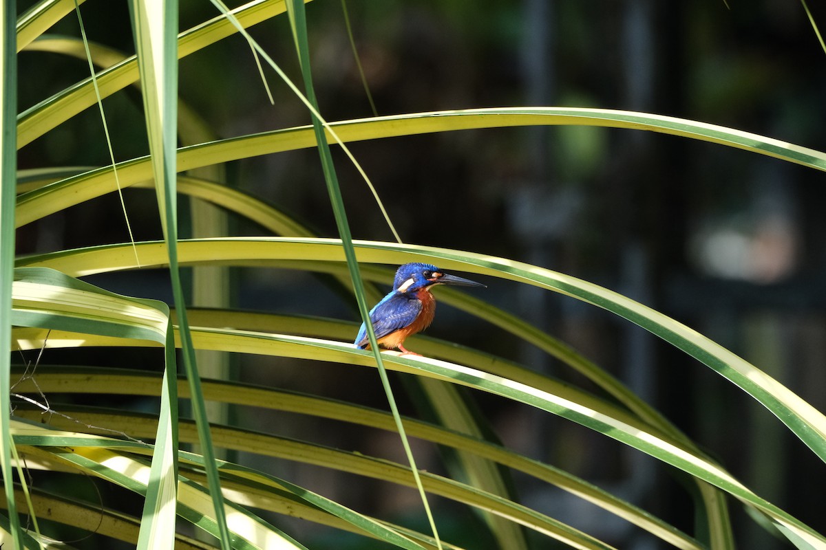 Blue-eared Kingfisher - ML621128560