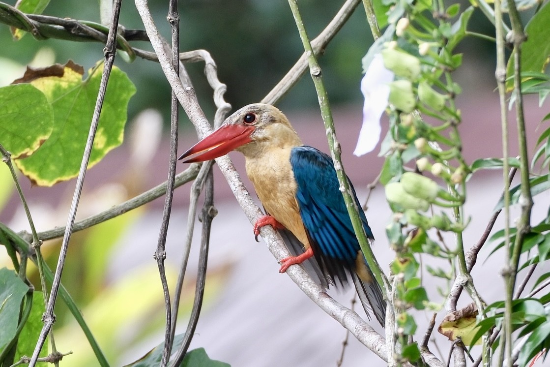 Stork-billed Kingfisher - ML621128566