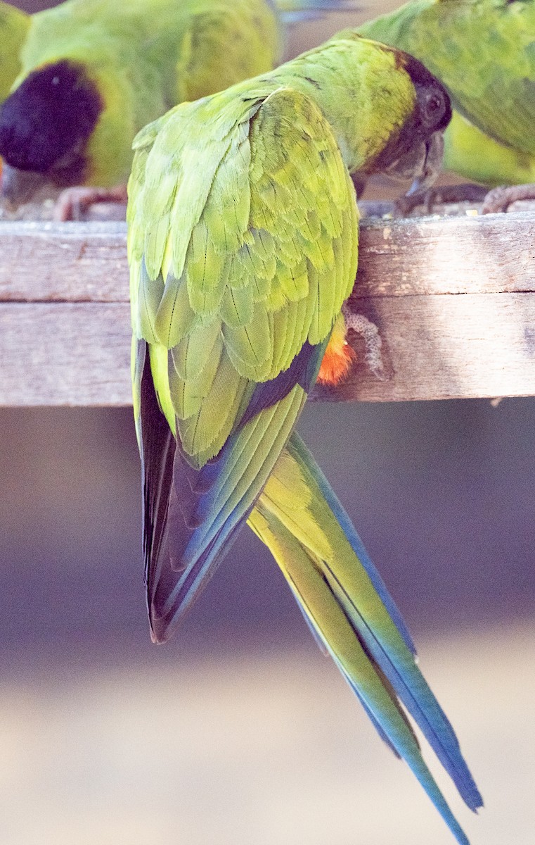 Nanday Papağanı - ML621128574