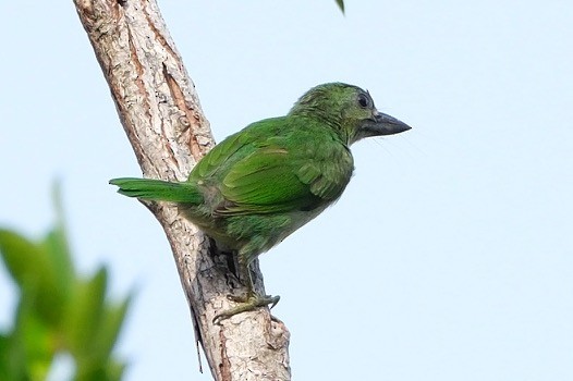 Borneobartvogel - ML621128577