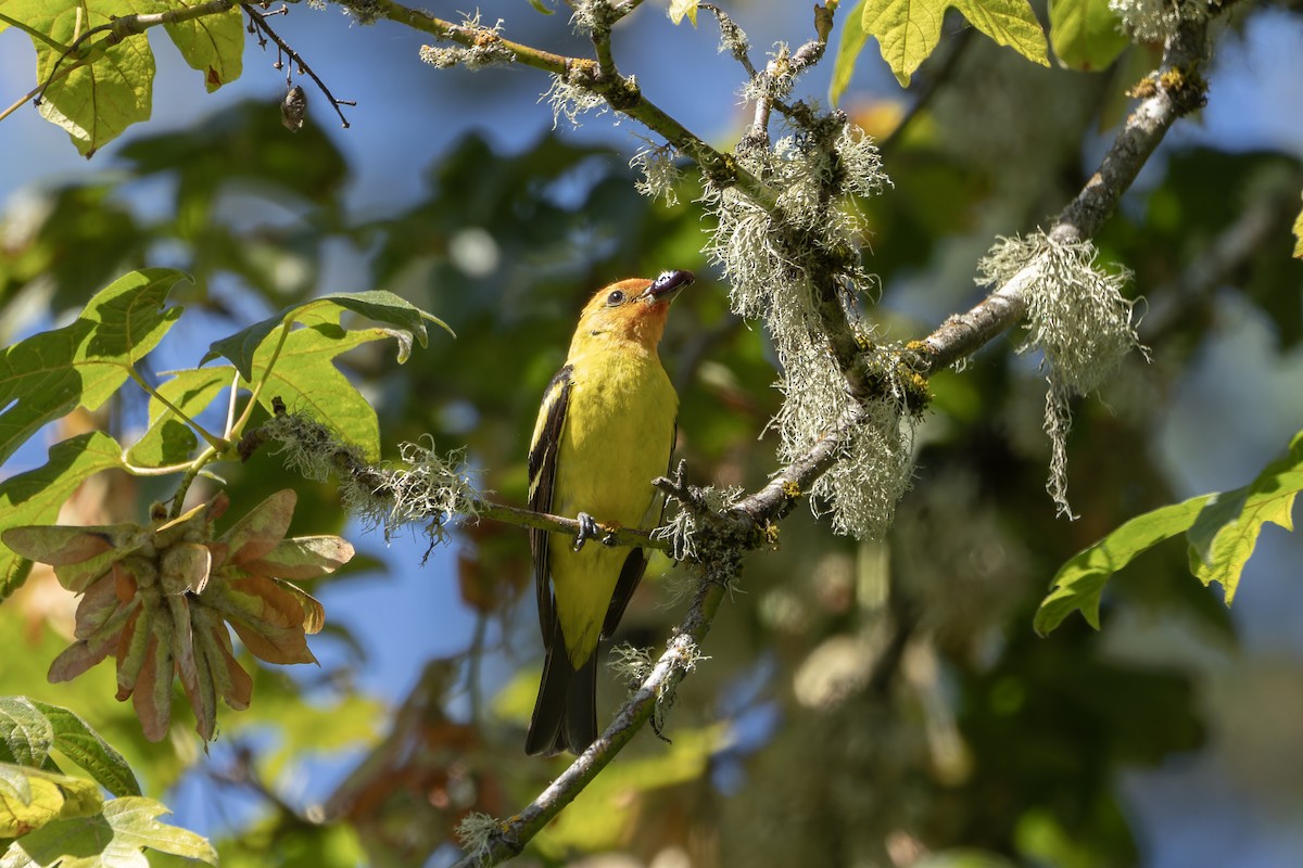 Western Tanager - ML621128583
