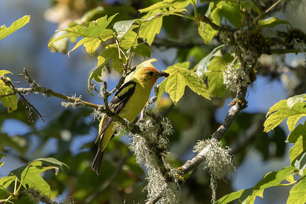 Western Tanager - ML621128587