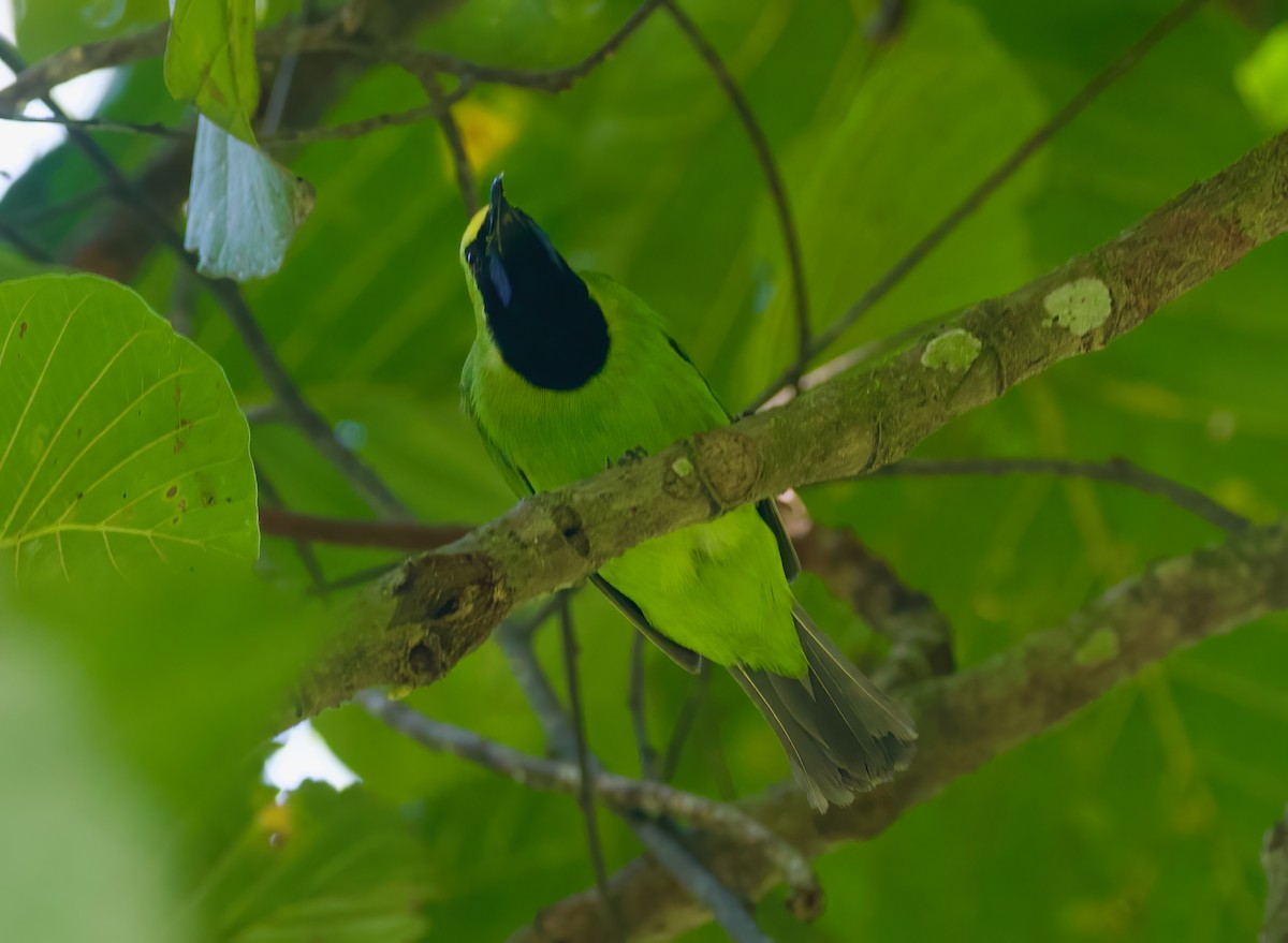 Sumatran Leafbird - ML621128610