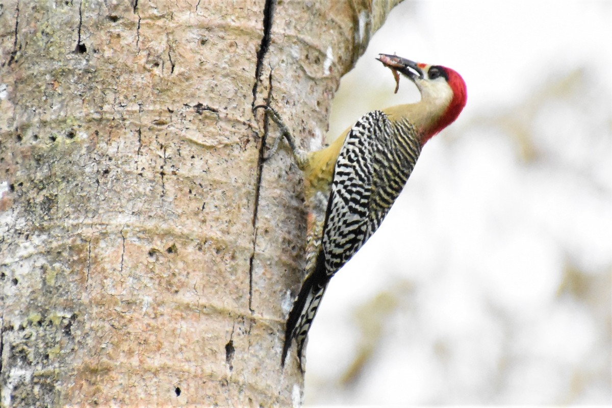 West Indian Woodpecker - ML621128640